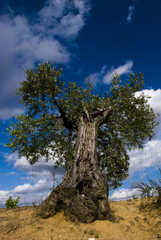 OLIVE TREE