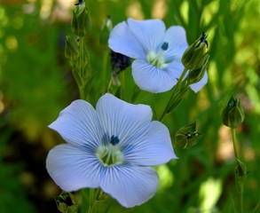 Leinsamenblüten