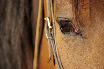 Horse detail