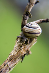 Snail on branch