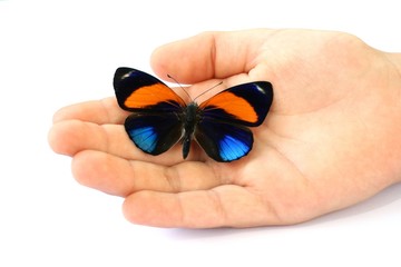 Kinderhand hält vorsichtig bunten Schmetterling