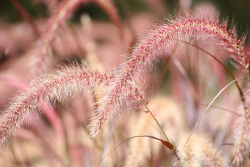 Obraz premium Summer time