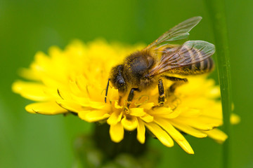 Honey bee collecting pollen