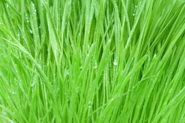 Fototapeta na wymiar Grass with drops