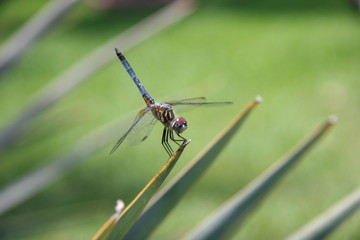 DRAGONFLY CLOSEUP
