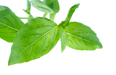 Fototapeta premium fresh basil isolate