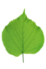 Green leaf1