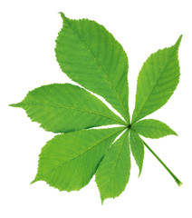 Naklejka na ściany i meble Green leaf single2