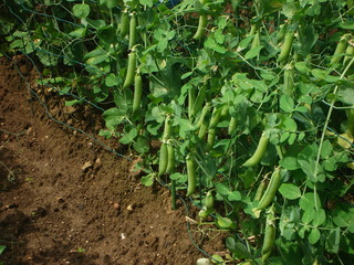 Petits pois dans un jardin 2