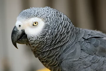 Fotobehang perroquet gris du gabon © ricky_68fr