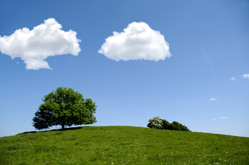 Fototapeta na wymiar Tree on hill with clouds