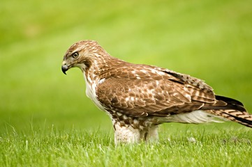 Red-tailed hawk focusing on his lunch prey