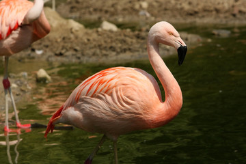 Flamingo
