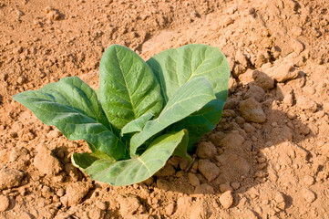 Tobacco Field
