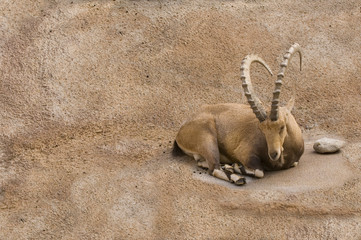Scimitar horned Ibex resting on a small ledge