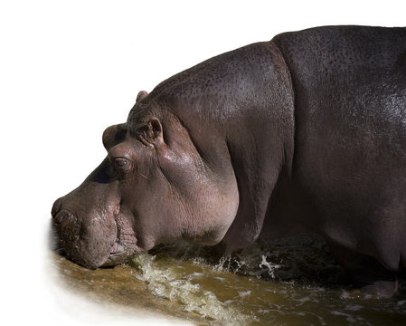 Hippopotamus Coming out of Water
