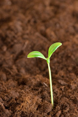 New life concept - green seedling growing out of soil