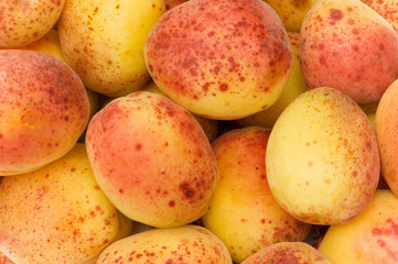 Many colourful red apricots at the backhround