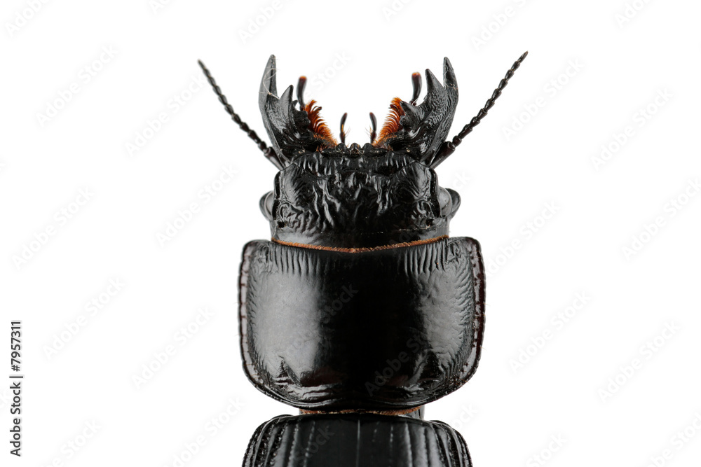 Wall mural Burrowing ground beetle