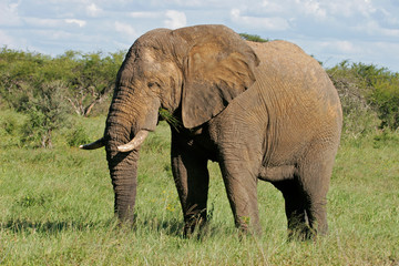 African bull elephant