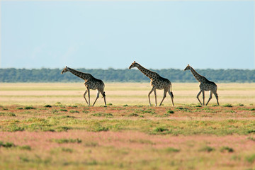 Fototapeta na wymiar Krajobraz ¯yrafa, Park Narodowy Etosha, Namibia