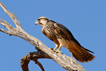 Lanner falcon, Kalahari, South Africa