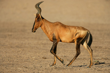 Red hartebeest, Kalahari desert, South Africa