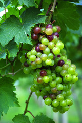 Thailand Pattaya; white raisin