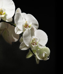 Fototapeta na wymiar White orchid oh the black background