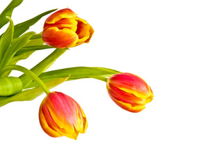 Beautiful bouquet of tulips in glass vase 