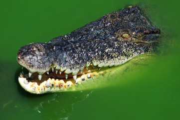 Thailand crocodile 