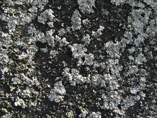  lichen on a rock