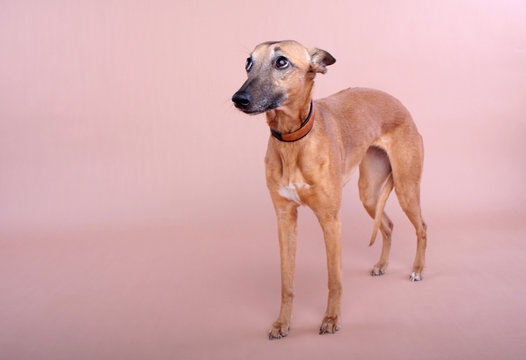 tier hund windhund rassehund zucht