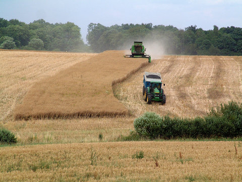 moisson de colza