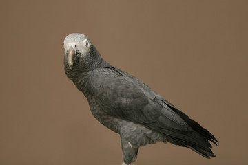Portrait of an African Grey bird