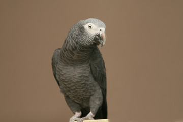 Portrait of an African Grey bird