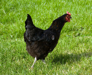 hen