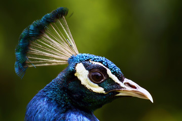 portrait of a peacock