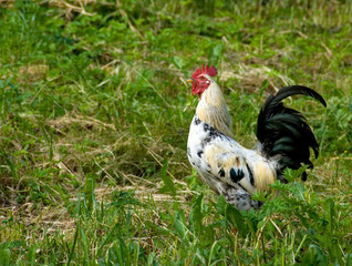 Fototapeta premium rooster