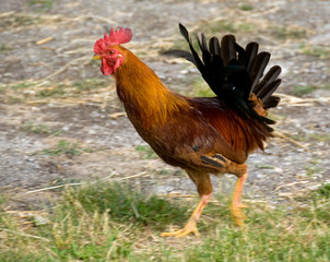 rooster