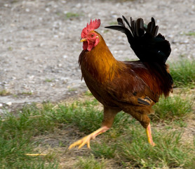 rooster