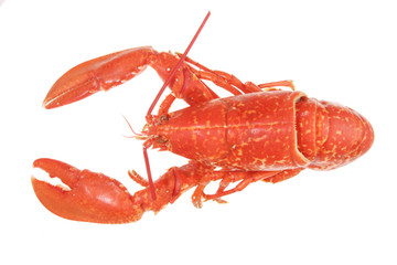 Isolated lobster