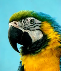 Lichtdoorlatende rolgordijnen Papegaai parrot Ara araruana