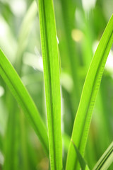 grass