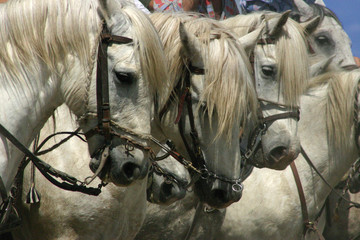 Gros plan dur une horde de chevaux en Camargue