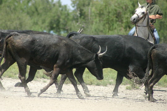 Troupeau de taureaux en Camargue