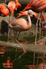 Flamingo