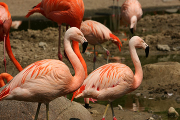 Flamingo