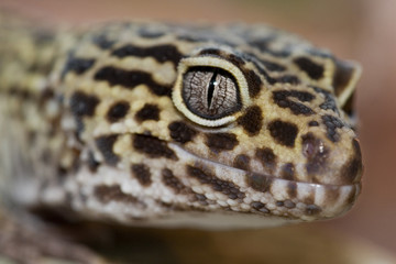 lizard head