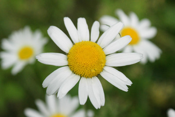 Obraz premium Summer Daisies